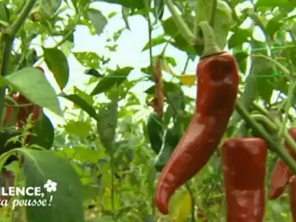 Silence, ça pousse !  Le piment d'Espelette
