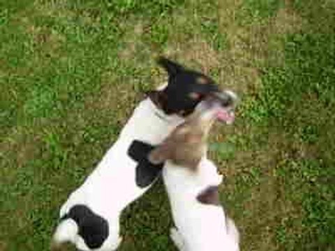 Léo joue avec Bahia