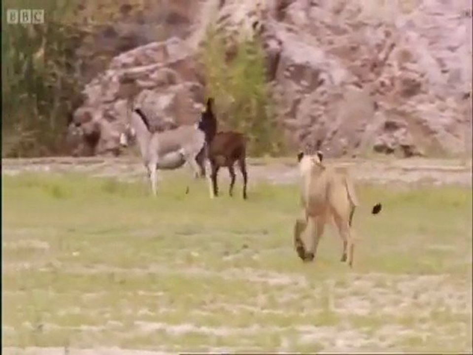 aslanların eşek avı
