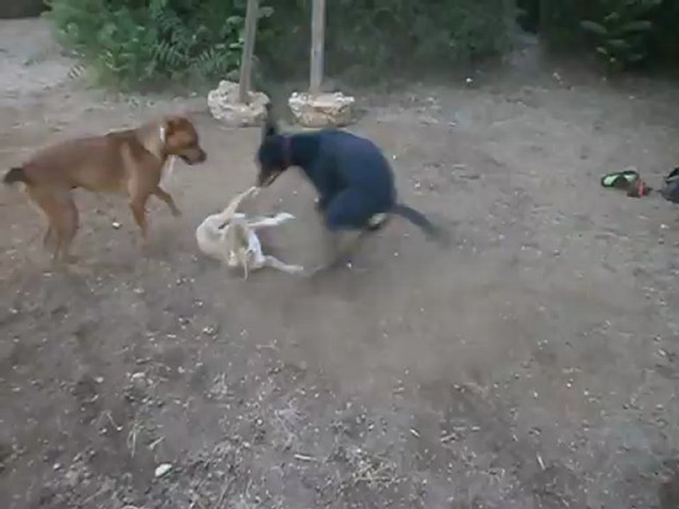 Redden, Chiens et Pétanque Parc 7 Colline 08/12 n° 3