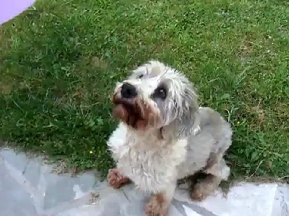Polo ballon