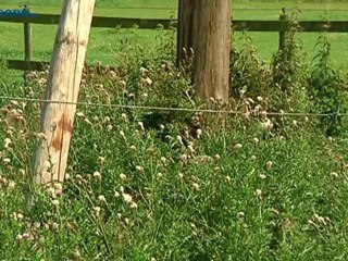 Bliksem treft ooievaars op het nest - RTV Noord