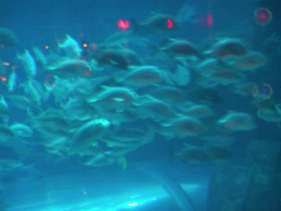 ejay3 aquarium_0001