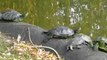 Novi Sad parkındaki kaplumbağalar...