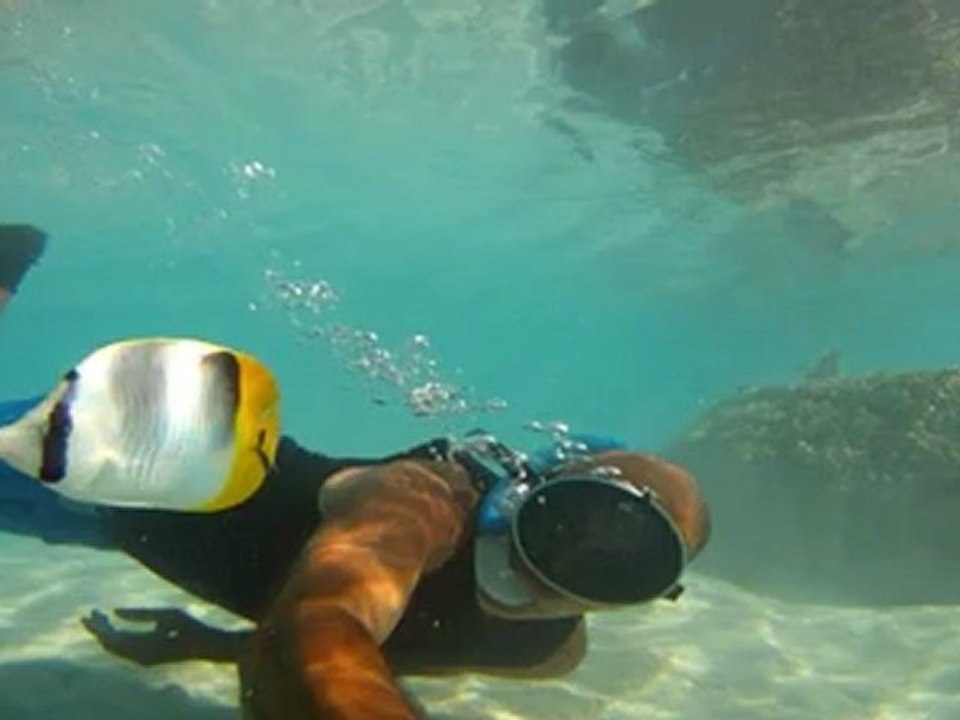 butterfly fish in Polynesia
