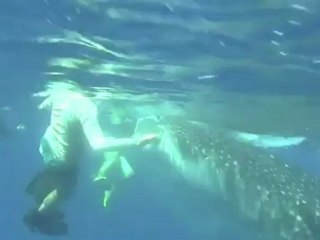 Australie : "J'ai nagé avec le requin-baleine"