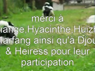 RIVAGE DES NACRES SHIH TZU 08-2012