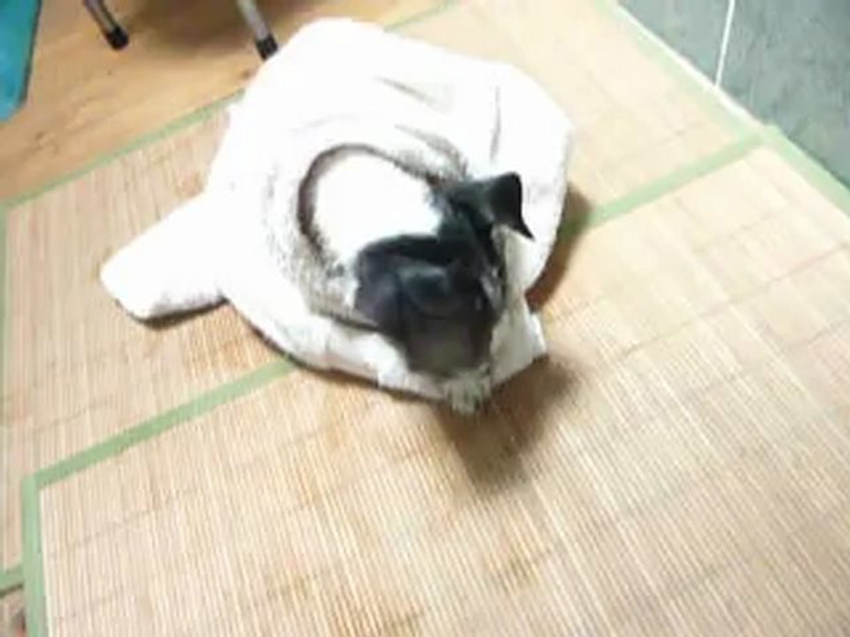 Hermione Jack Russel 3 mois : le bain