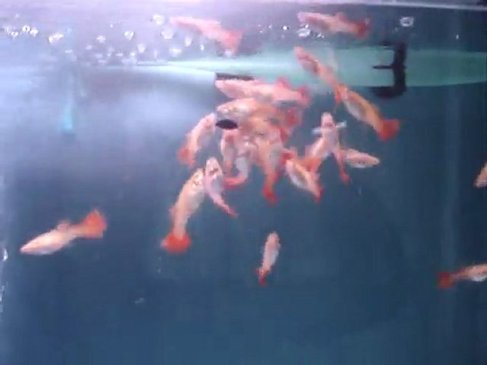 damızlık adayı albino ful redlerim