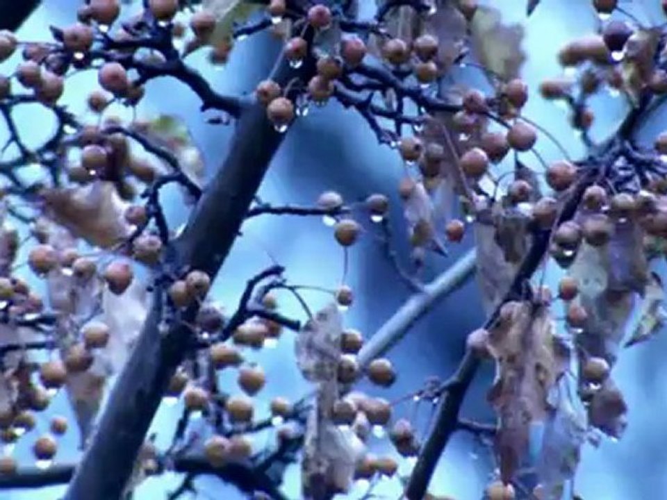 Darwin's Dangerous Idea - 2/3