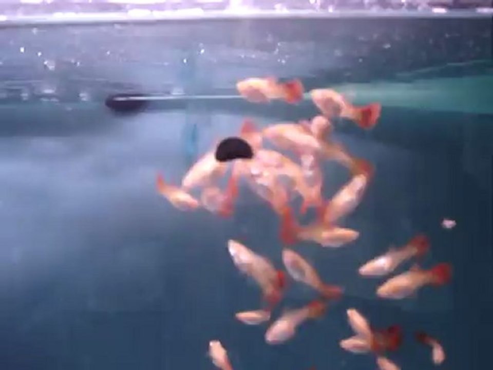 MOV05721albino ful red