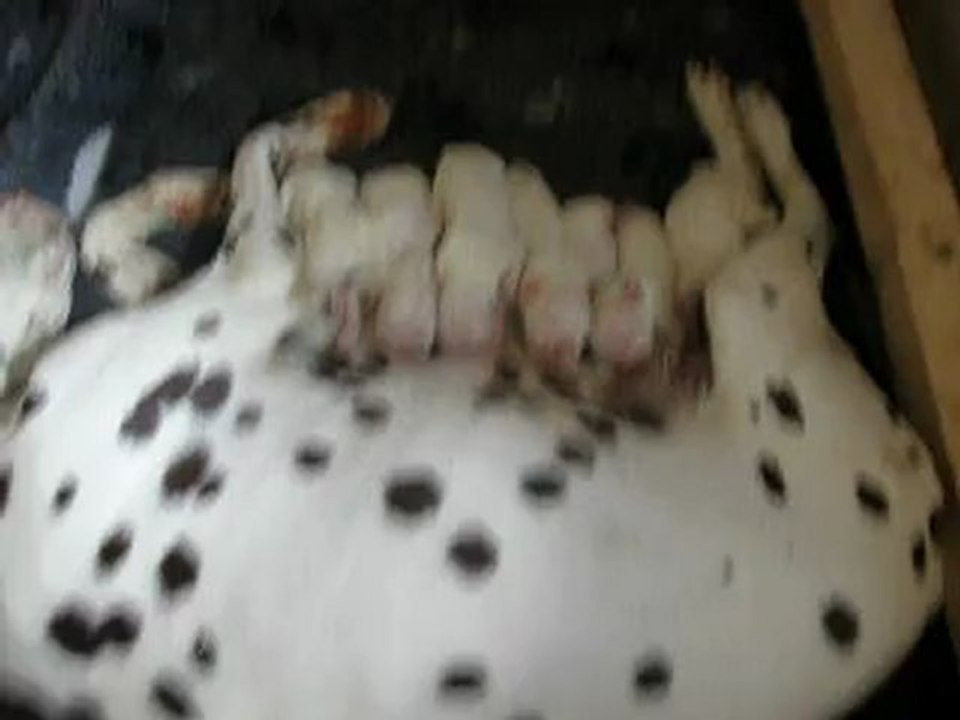 chiot le 02/08/12
