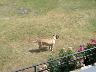 Jeu de bullmastiff et boxer
