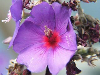 Canzone Per Te - Eu Mesmo