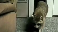 Котэ-защитник не пустил воришку в дом
