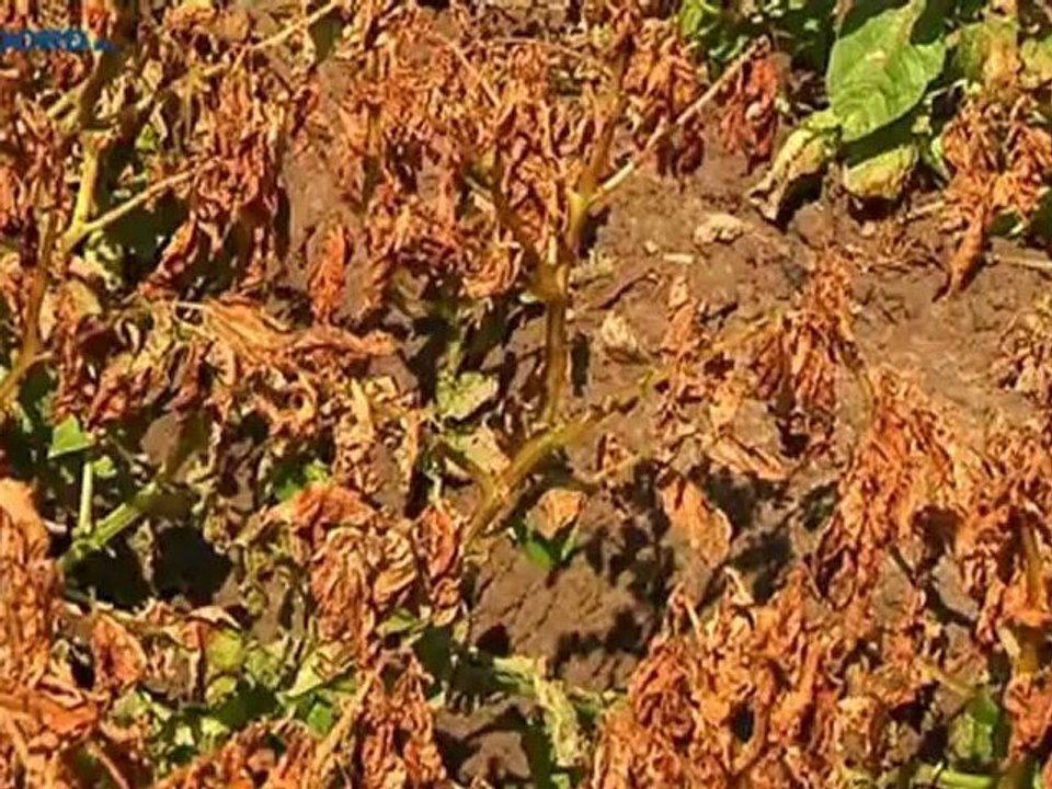 Boeren spelen met experimenten in op klimaatverandering - RTV Noord