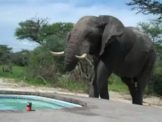 Video of the Day:Elephant Crashes the Pool Party