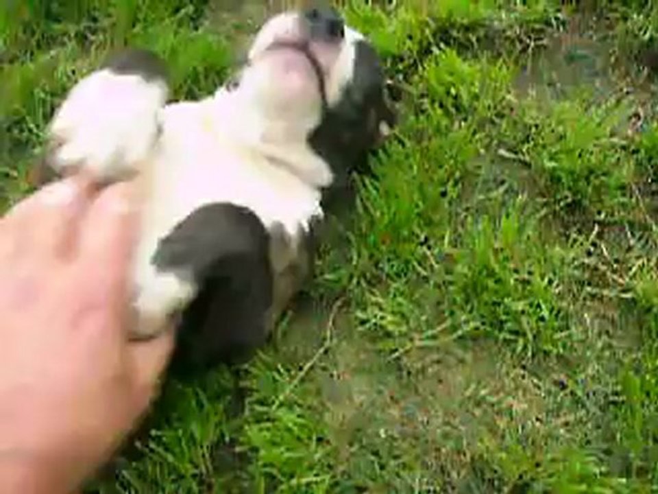 vidéo du 04.08.2012 des 3 soeurs...