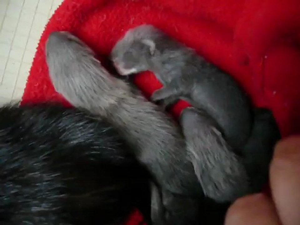 bébé  Inaya 18 jours