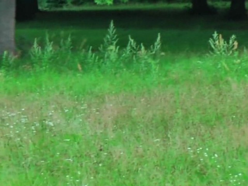 unterwegs mit meinen hunden