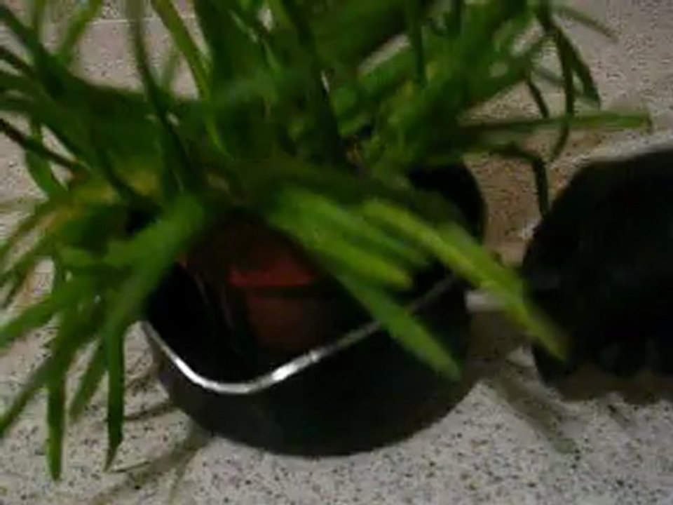 Plants Part 2
