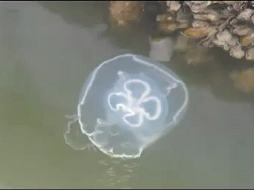 Jellyfish