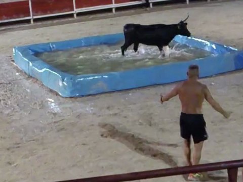 taureau piscine pelissanne