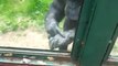 A chimpanzee surprises zoo visitors asking to free him