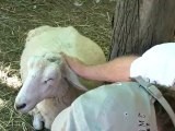 Terrance Pets A Sheep For The First Time, Holly, Michigan