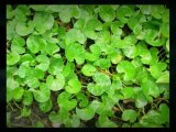 kola herb