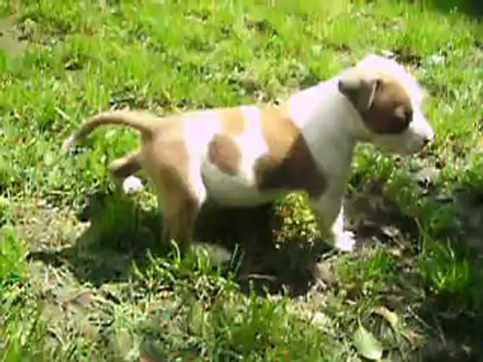 vidéo du 05.08.2012 des 3 frères ...
