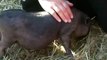 Sarah Pets An Adorable Teacup Pig, Holly, Michigan