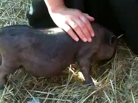 Sarah Pets An Adorable Teacup Pig, Holly, Michigan