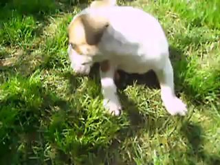 vidéo du 05.08.2012 de la p'tite famille au complet ...