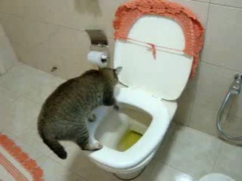bonno van der putten: Cat on toilet