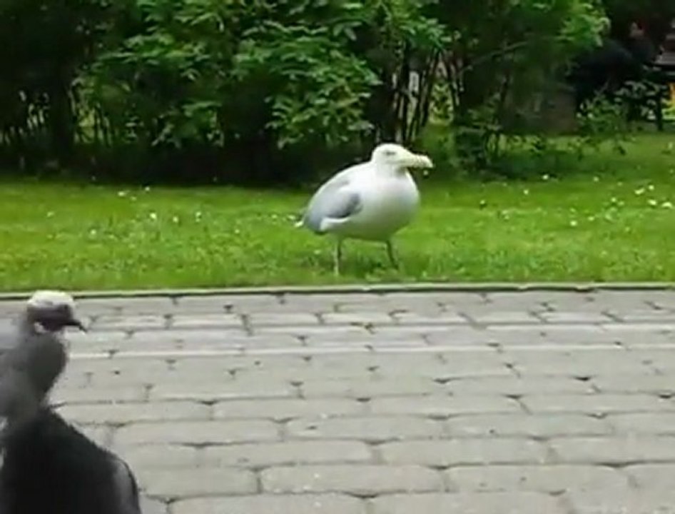 Martı  Serçeyi  Çiğnemeden  Yuttu..!