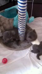 Chatons Galya 2012 - Hélios et Hermione