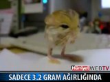 3,2 gramlık garip hayvan