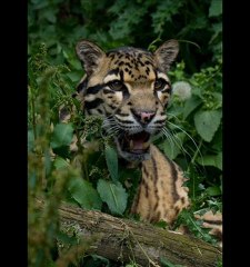 Sony BRAVIA KDL32EX340 Best Sale Black Friday