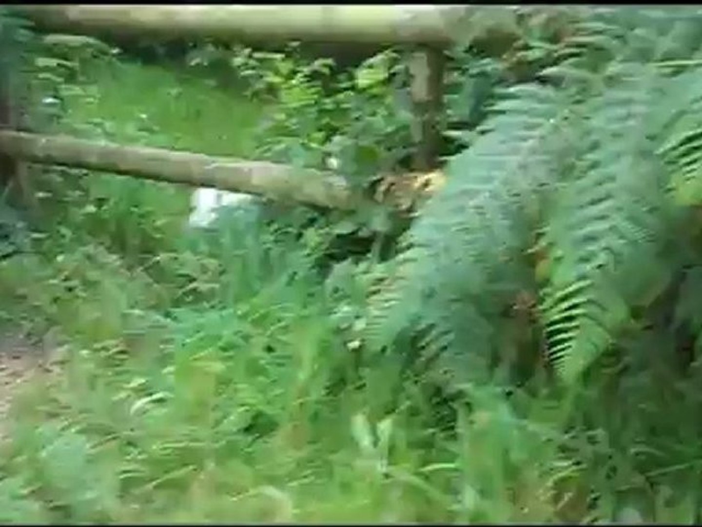 Forest Fun