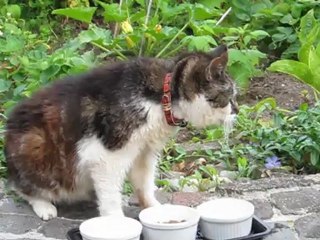 Mille spiser sin tre-retters middag  5. aug  2012