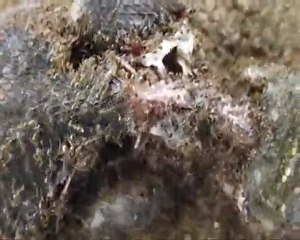 Fourmies carnassières