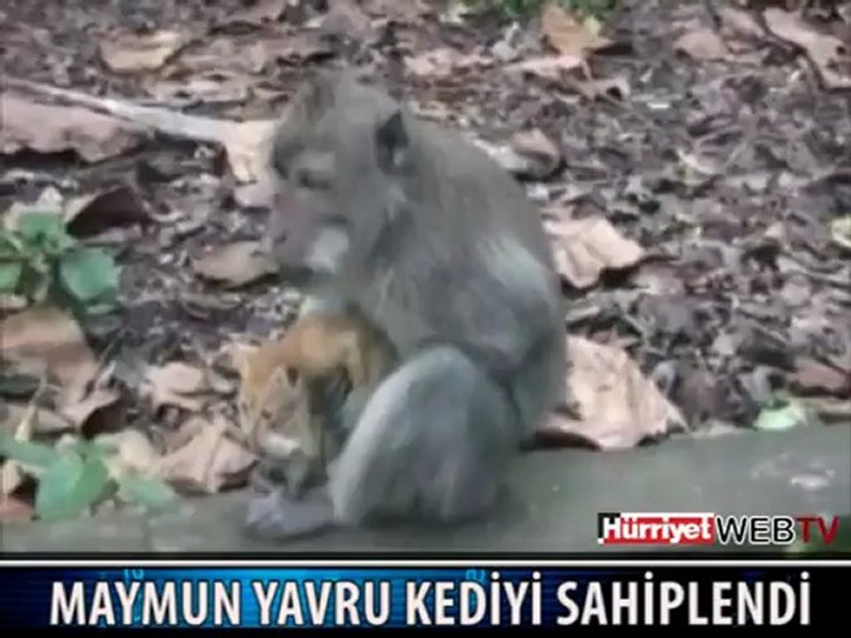 Maymun ve yavru kedi