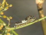 Macro chenilles machaon 08-2012