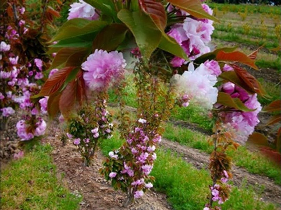 Production en pépinière de Palmiers, d'Arbres et d'Arbustes de pleine terre