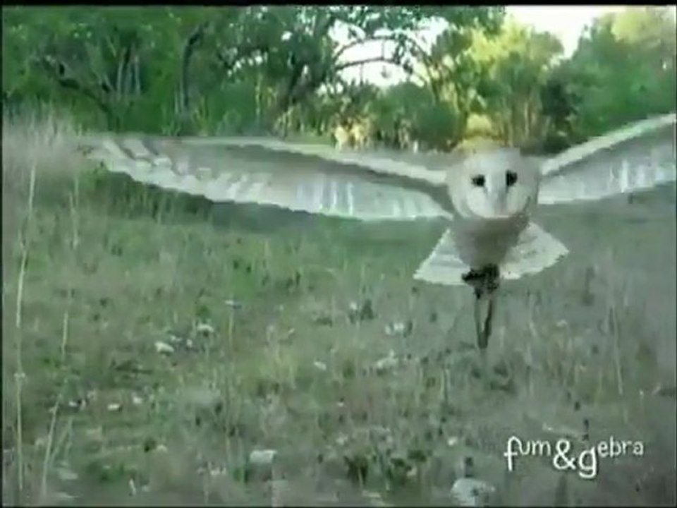 Baykuş ile Kedinin Dostluğu