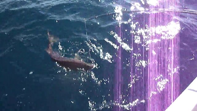 ANTALYA ADRASAN BALIK AVI TURUNDA JİGGİNG YÖNTEMİ İLE 4,5 KG SİNARİT AVI - adrasanbalik.com