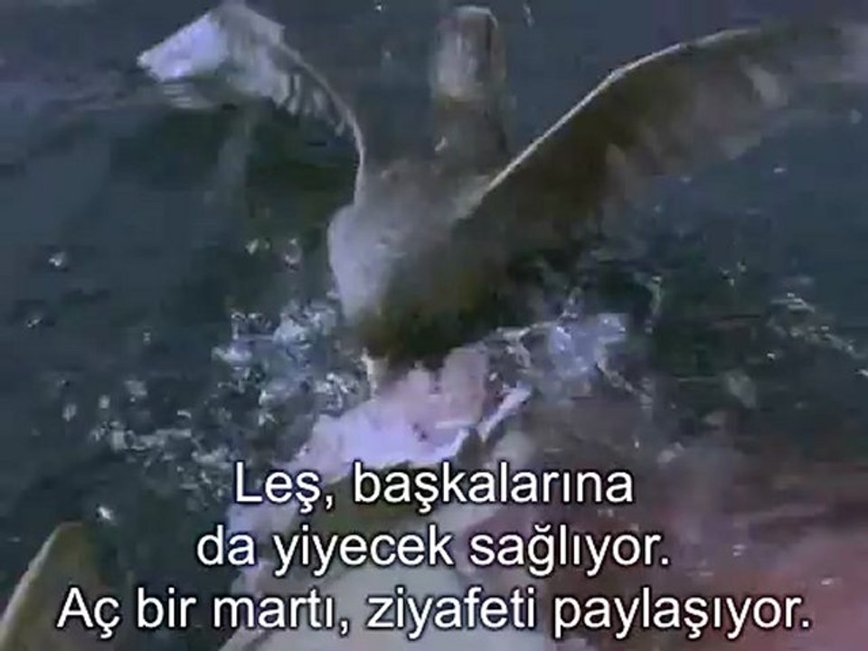 Büyük Beyaz Köpek Balığı 3