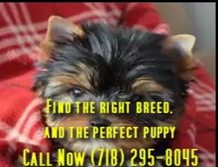 puppies and kittens for sale bronx, ny