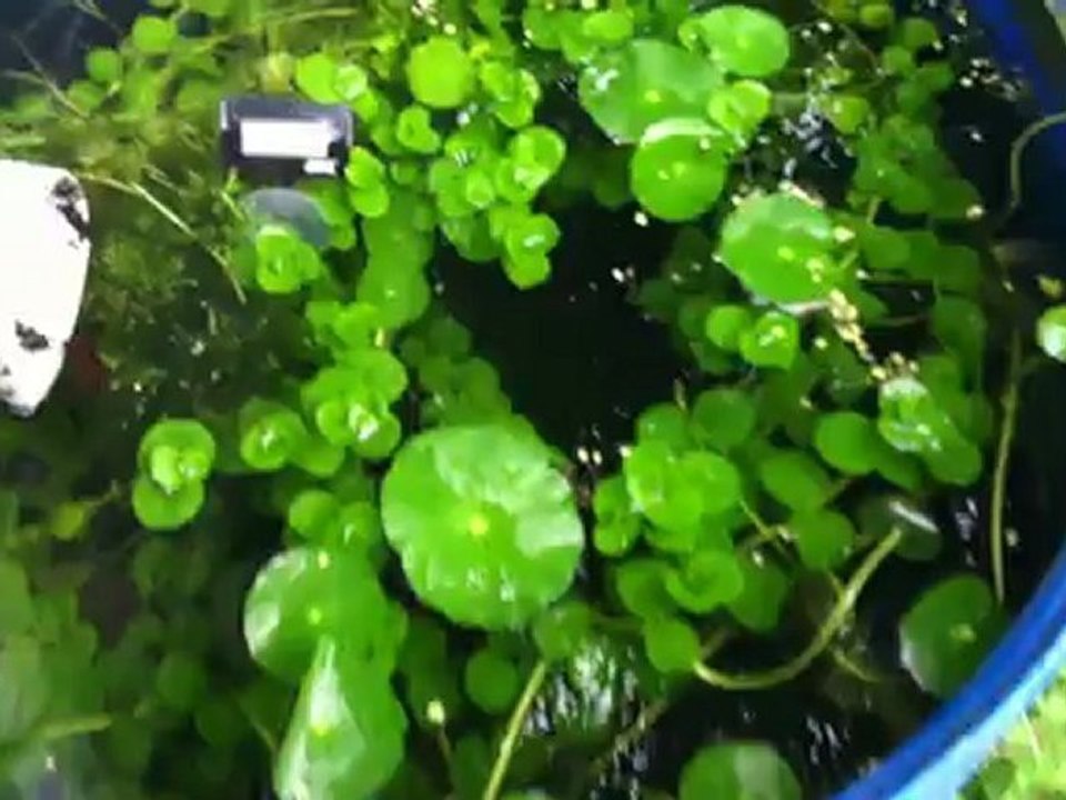 bac d'estive Carupano 2008